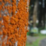 a close up of a wall with orange flowers on it