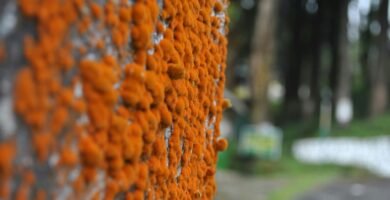 a close up of a wall with orange flowers on it